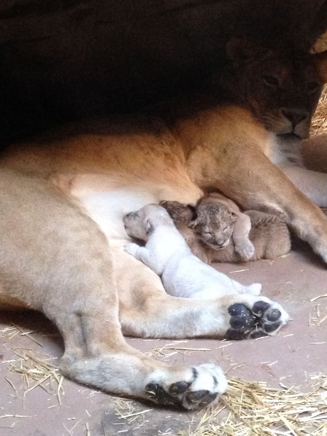 Lion cubs